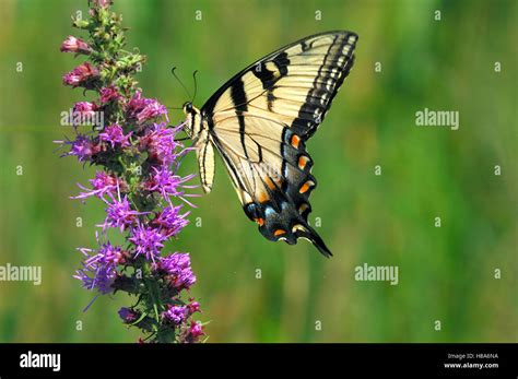 Tiger Swallowtail Papilio Glaucus Butterfly Feeding On Nectar From