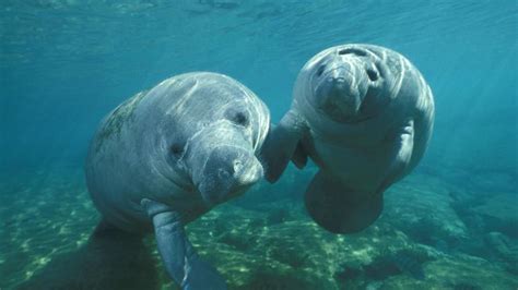 | meaning, pronunciation, translations and examples. Florida Manatee No Longer An Endangered Species