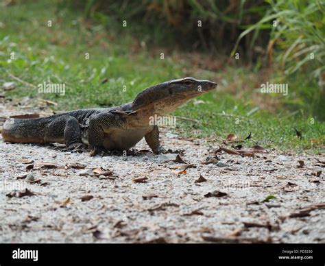Water Monitor Lizard Stock Photo Alamy