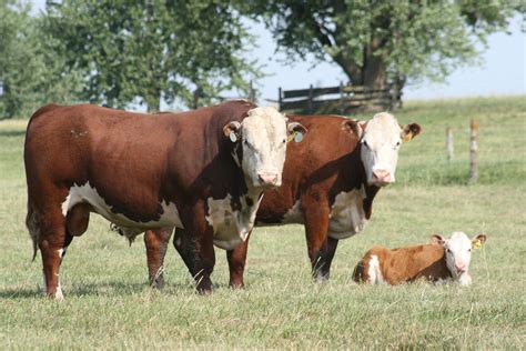 Hereford Are Medium Framed Cattle With Distinctive Red Body Color With