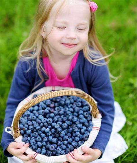 Ka Bluey Blueberry Gurneys Seed And Nursery Co