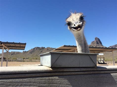 Rooster Cogburn Ostrich Ranch Grows From Hidden Heartbreak Pinal Ways