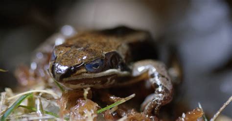 These Zombie Wood Frogs Literally Freeze To Survive The Northern Winter