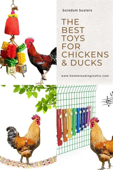 Best Toys For Chicken Coops Or Chicken Runs For Boredom All From Amazon