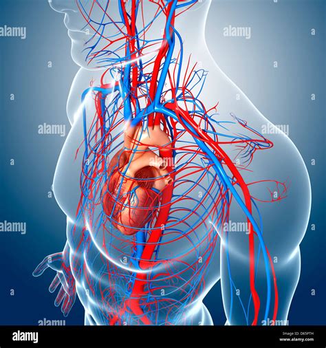 Cardiovascular System Fotografías E Imágenes De Alta Resolución Alamy