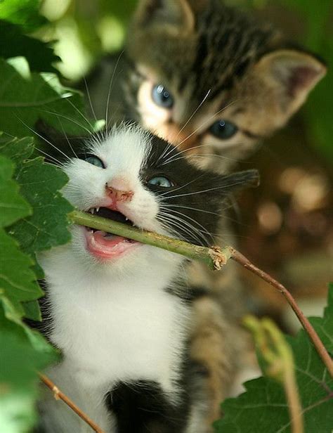 Ferals In A Grapevine Feral Kittens Baby Kittens Kittens Cutest
