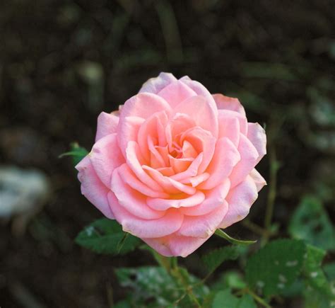 Rose Rosa Fiore Foto Gratis Su Pixabay