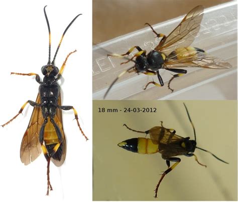 Réf 123797 — Insecta Hymenoptera Ichneumonidae Ichneumon