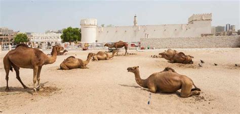 The 10 Most Beautiful Places In Qatar