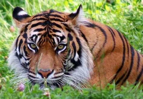 Eyes Of The Tiger Photo Taken Of Jaya A Sumatran Tiger At Point