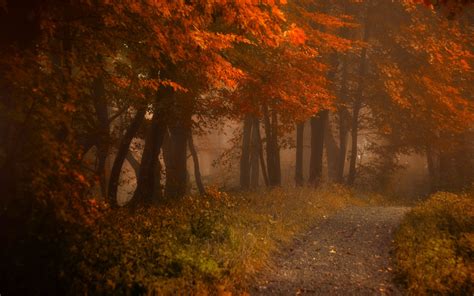 Hintergrundbilder Sonnenlicht Landschaft Wald Fallen Blätter
