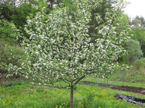 How To Prune Apple Trees In Spring