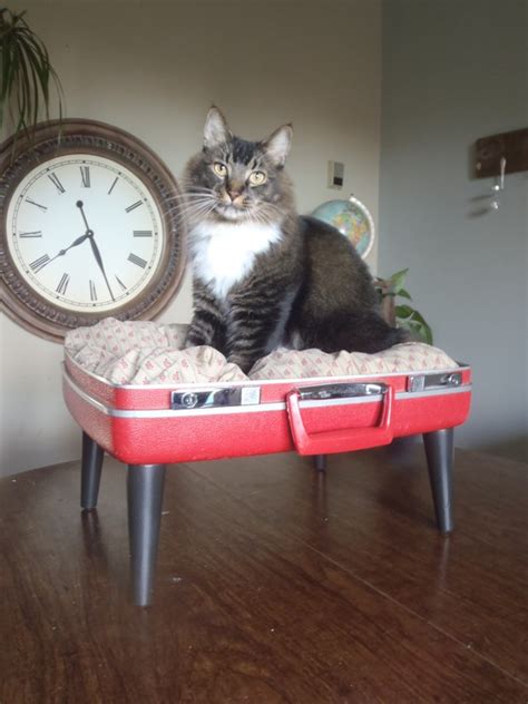 Thirteen Aww Inspiring Pet Beds Made From Repurposed Suitcases