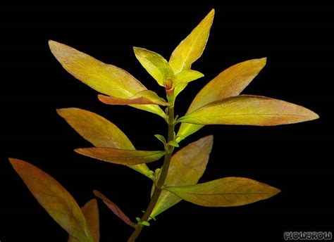 Ludwigia Repens × Arcuata Flowgrow Aquatic Plant Database