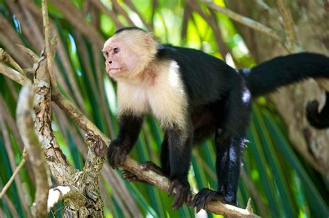 White Throated Capuchin Monkey Britannica