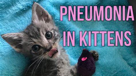Can Newborn Kittens Survive Cold Weather Newborn Kittens