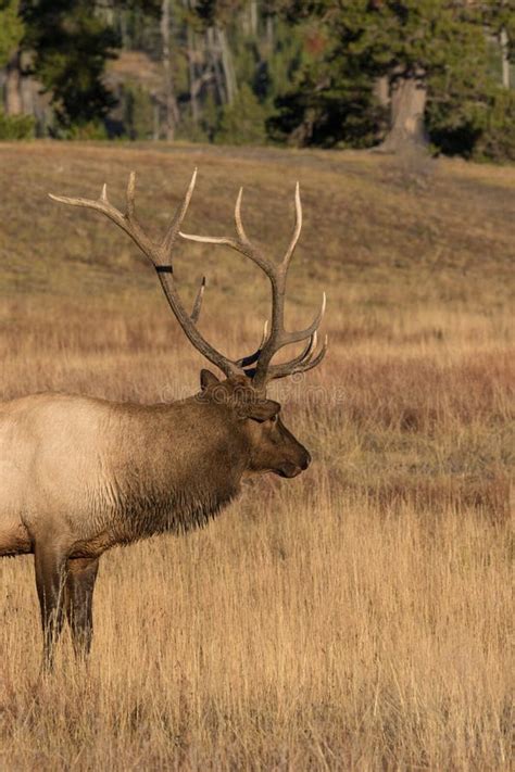 Bull Elk Side Portrait Stock Photo Image Of Mammal Nature 71004234