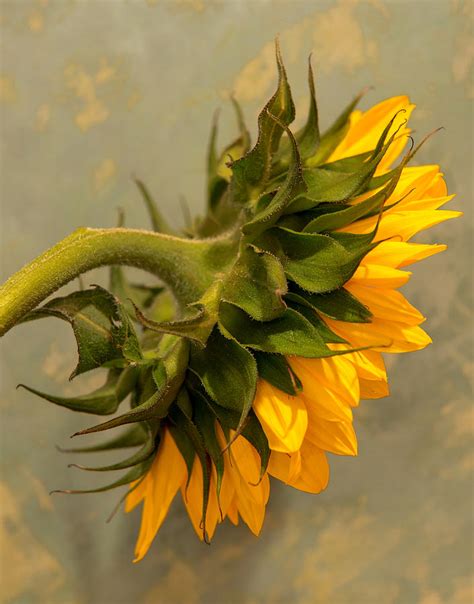 Sunflower Side View Photograph By Jean Chisser Pixels