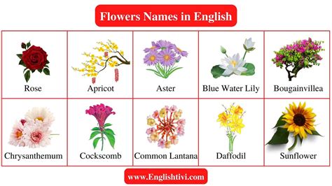 Flowers Name List Of A Flowers Name In English Englishtivi