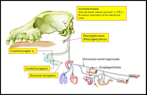 Vagus Nerve Pathway Diagram