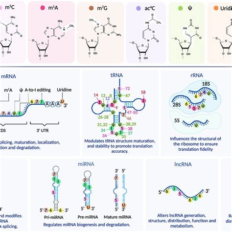 PDF RNA Modifications Importance In Immune Cell Biology And Related