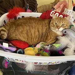 The Ultimate Pet Directory Find Your New Furry Friend Craigslist Columbia Sc