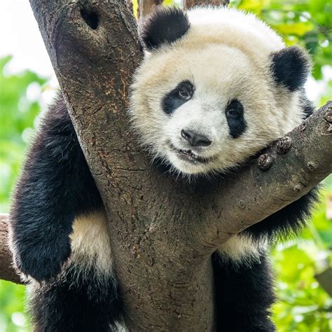 Smithsonian National Zoo Asks Help for Baby Panda's Name | Nature World