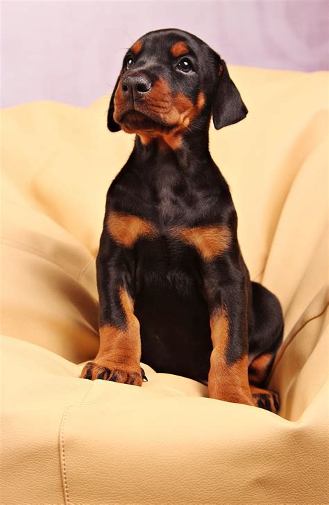 European Doberman Puppies For Sale Texas Gorgeous Female European