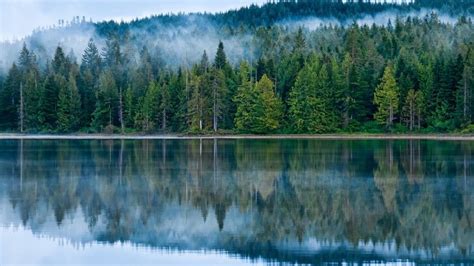Reflection On The Lake Pine Forest Fog Hd Desktop Wallpaper Desktop