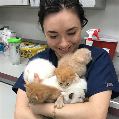 Cat Adoptions Gahanna Animal Hospital