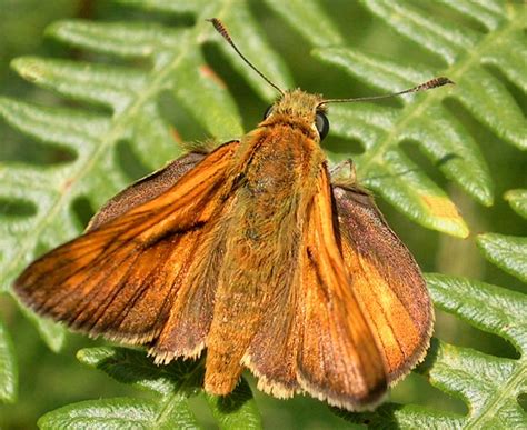 Mariposas. Vida de las mariposas. Desarrollo de las mariposas