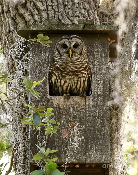 Birds Photograph Barred Owl In Nest Box By Myrna Bradshaw Bird House
