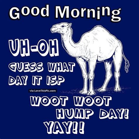 Funny Wednesday Quotes Hump Day Quotes Wednesday Hump Day Wednesday