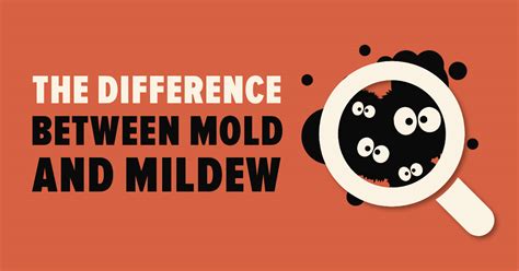 Mold Vs Mildew Its Not Mold Until Its Tested Mold Busters