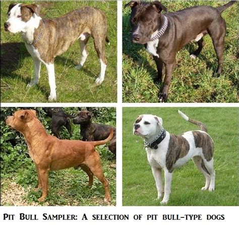 Facts About Blue Nose and Red Nose Pit Bulls | PetHelpful