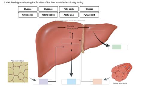 Liver diagram this post displays liver diagram. Labeled Diagram Of Liver - The Human Digestive System ...