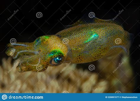 Berry S Bobtail Squid Stock Image Image Of Large Irian 220891577