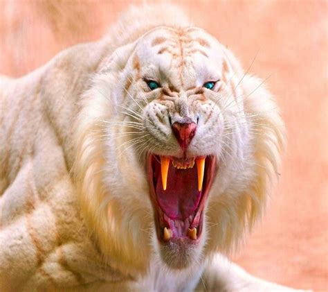 Scary Tiger Tier Wallpaper Animal Wallpaper Desktop Wallpaper