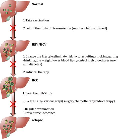 Frontiers Risk Factors And Prevention Of Viral Hepatitis Related