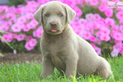 We are a small breeder of labrador retrievers located in central texas. Champ / Silver Lab