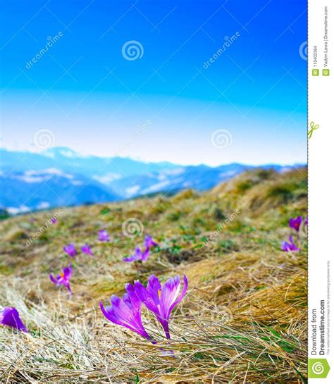 Spring Mountain Landscape With Violet Crocuses Blooming On The M Stock