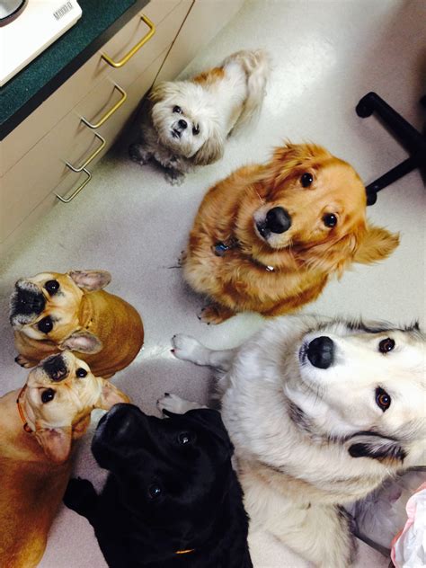 Their goal in starting washington heights was, first and foremost, to washington heights veterinary clinic will provide an unparalleled level of patient care in a compassionate and positive setting. About Us | Veterinarian in Portland, OR | Hayden Meadows ...