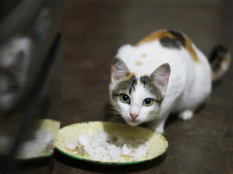 Each tablet is scored, so you can break them easily and always ensure the correct dosage. How to Feed Cats Table Scraps - wikiHow