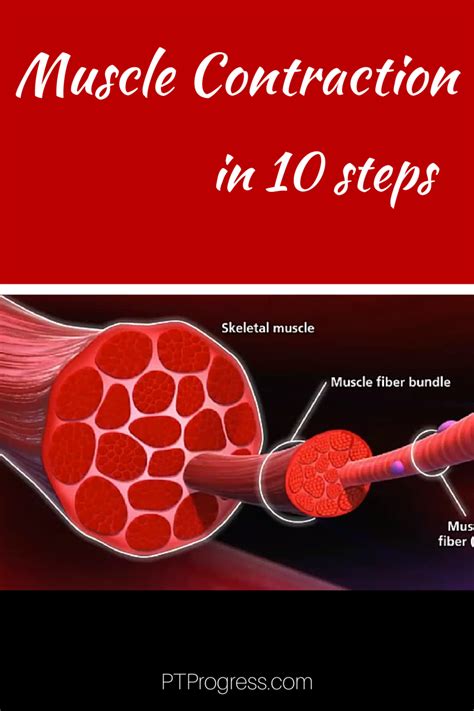 How Do Muscles Contract Steps To Muscle Contraction