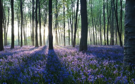 Photography Landscape Nature Flowers Forest Trees