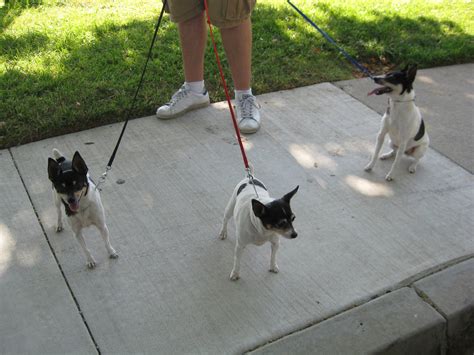 Every Pet Deserves A Home