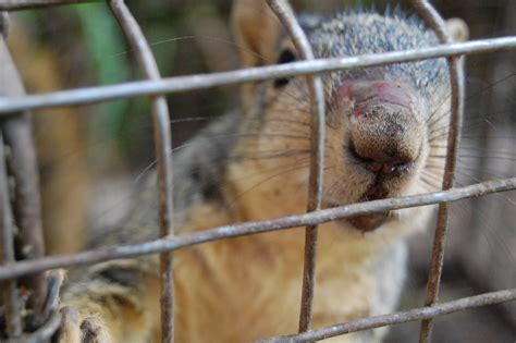 Once the animal has been released from your trap, disinfect the entire thing with a bleach solution. All City Animal Trapping: Nuisance Squirrel Trapping ...