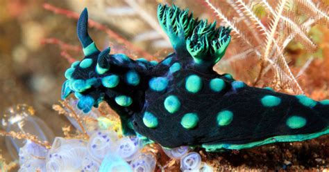 10 Underwater Animals With Astonishing Abilities Listverse