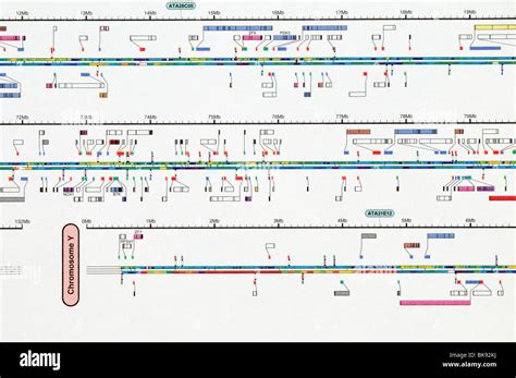 Mapping The Topology Of The Human Genome