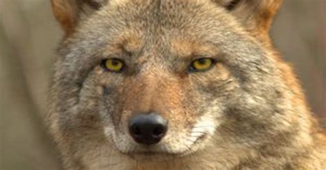 Michigan coyotes more visible than usual, DNR warns